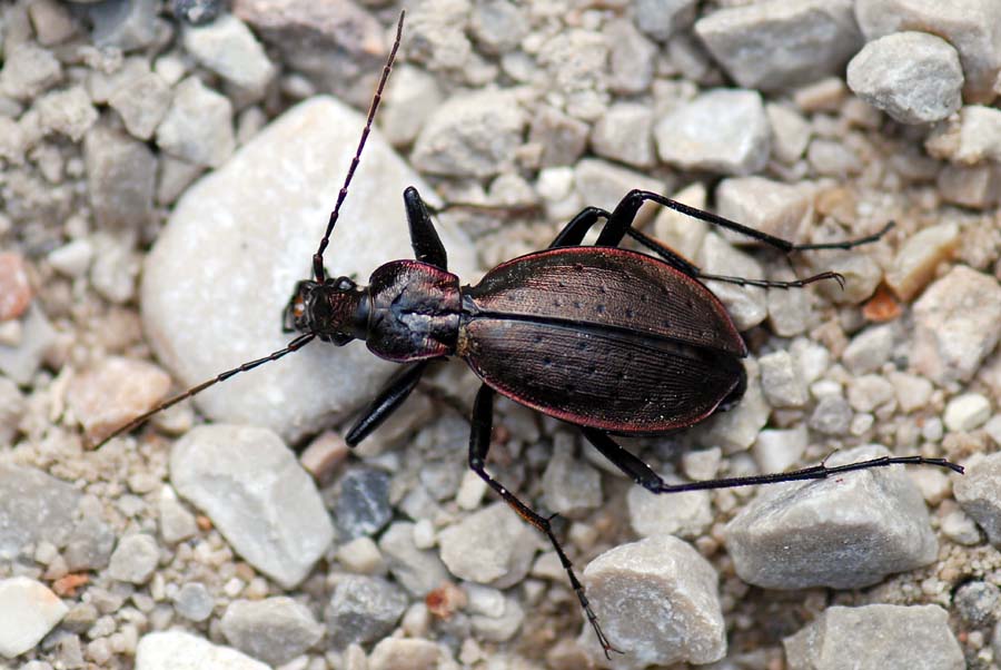 Carabidae da ID: Carabus creutzeri kircheri